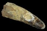 Bargain, Real Spinosaurus Tooth - Robust Tooth #119611-1